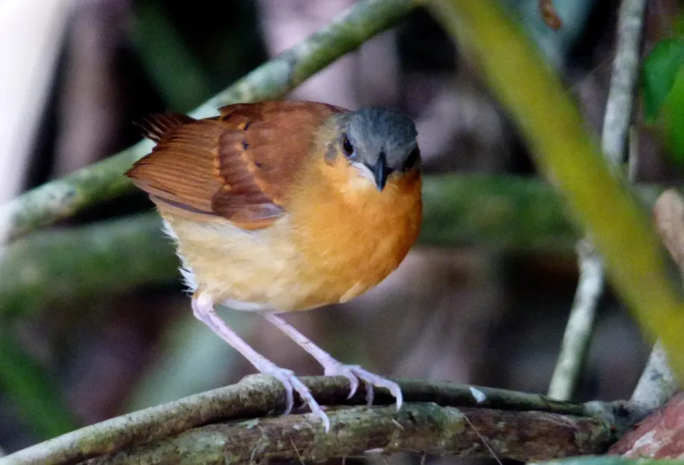File:Myrmeciza longipes (hormiguero pechiblanco) - hembra (14413195607).jpg