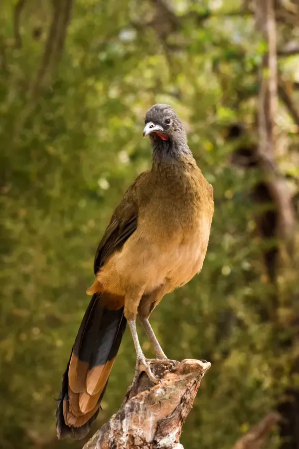File:Rufous-vented Chachalaca - Guacharaca del Norte (Ortalis ruficauda) (8629080871).jpg