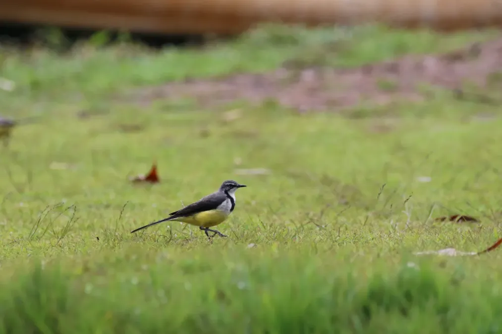 File:Motacilla flaviventris (21999052646).jpg