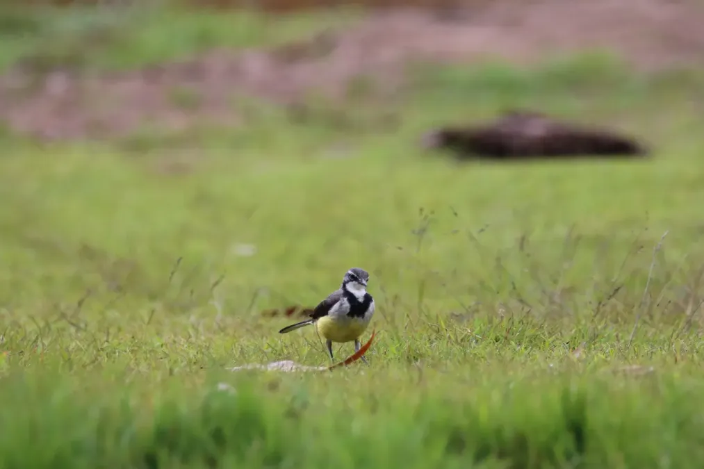 File:Motacilla flaviventris (21837095320).jpg