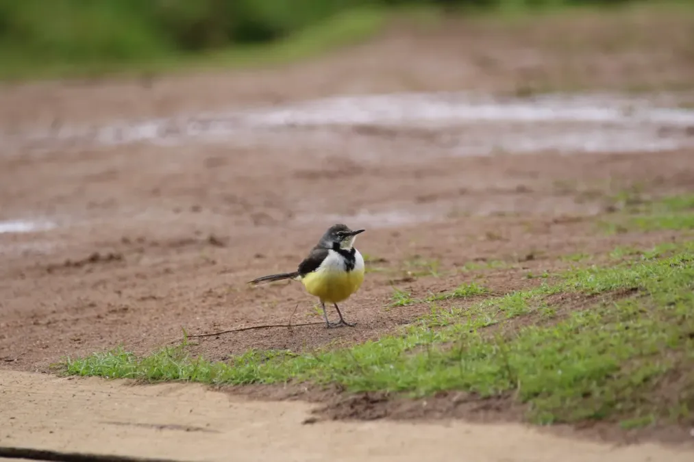 File:Motacilla flaviventris (22025258755).jpg