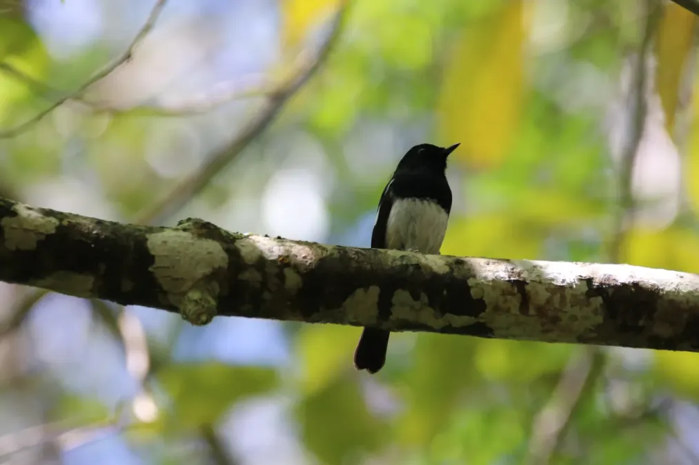 File:Copsychus albospecularis (21837084670).jpg