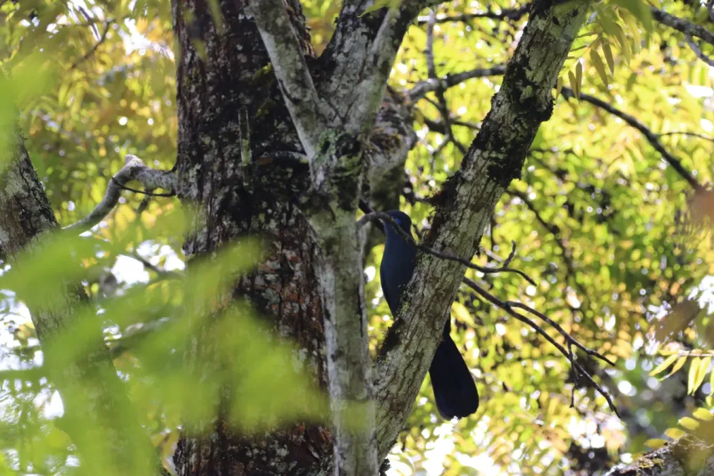 File:Coua caerulea (22025246665).jpg
