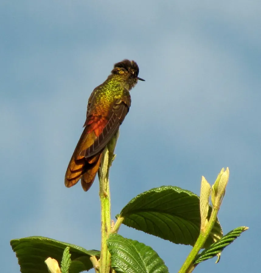 File:Chalcostigma heteropogon (Pico de tuna broncíneo) (14154685077).jpg