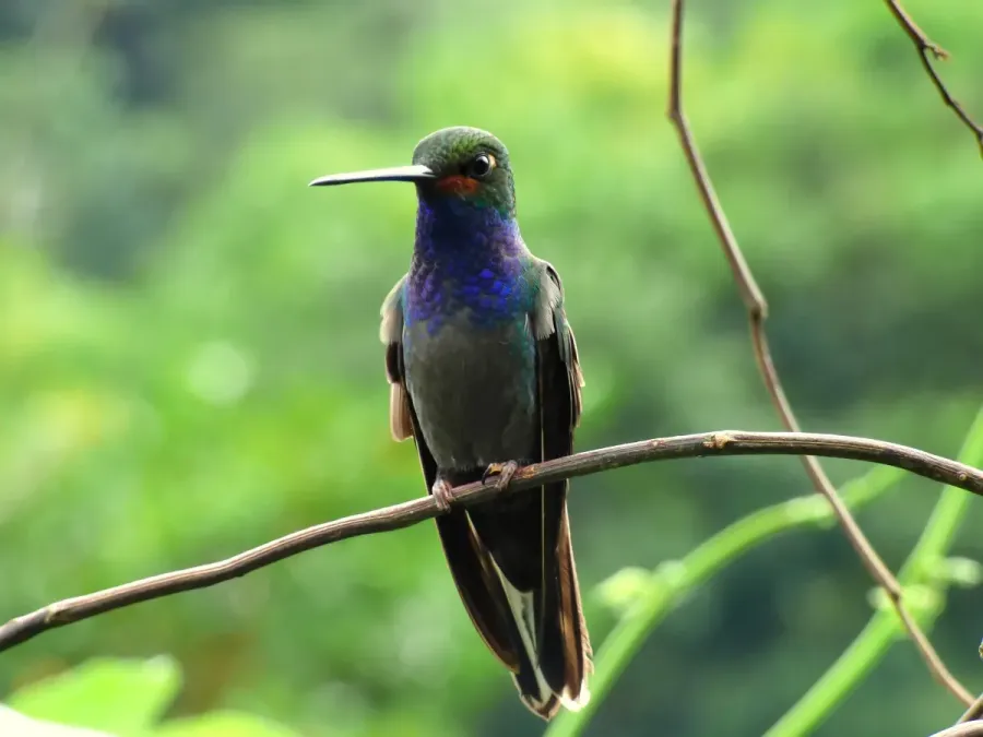 File:Urochroa bougueri (Colibrí nagüiblanco) (13961188389).jpg