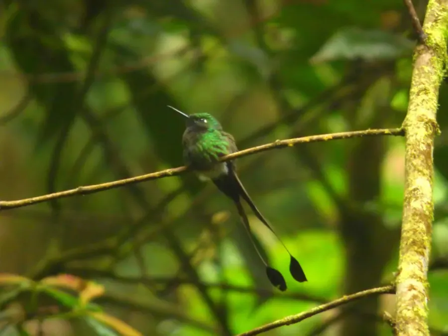 File:Ocreatus underwoodii (Cola de raqueta) (14167936223).jpg