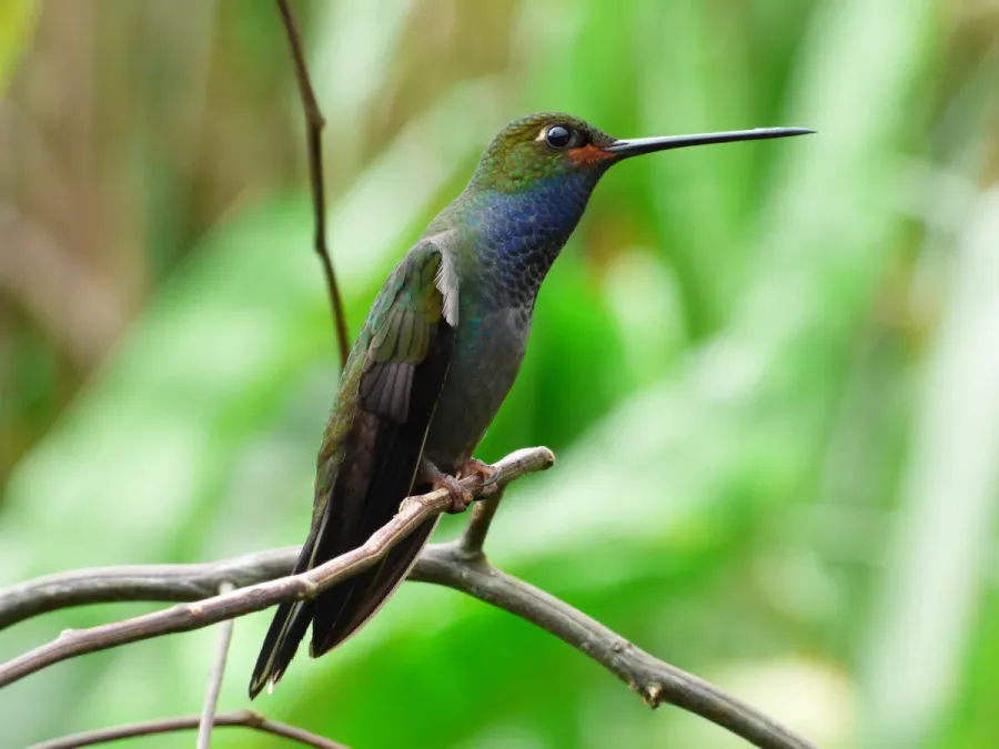 File:Urochroa bougueri (Colibrí nagüiblanco) (14144500332).jpg