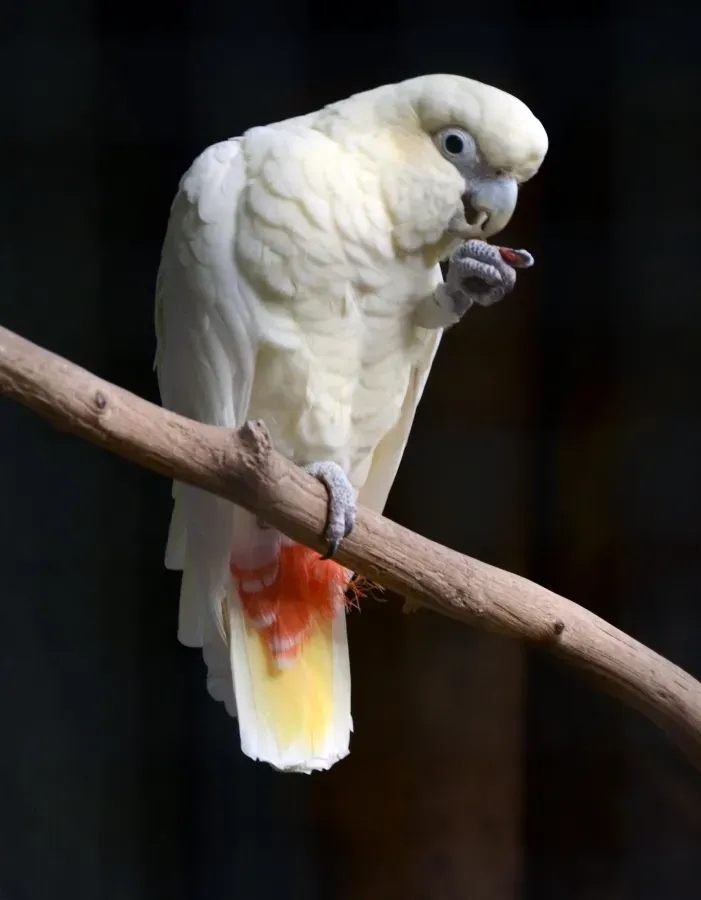File:Cacatua haematuropygia Parc des Oiseaux 21 10 2015 1.jpg