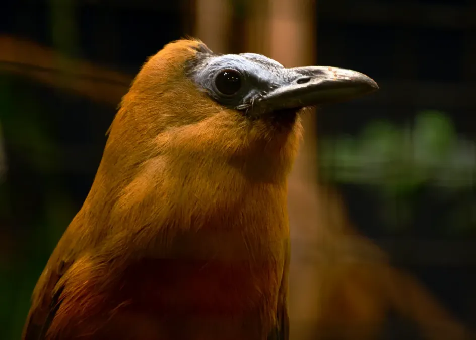 File:Perissocephalus tricolor Parc des Oiseaux 21 10 2015 4.jpg