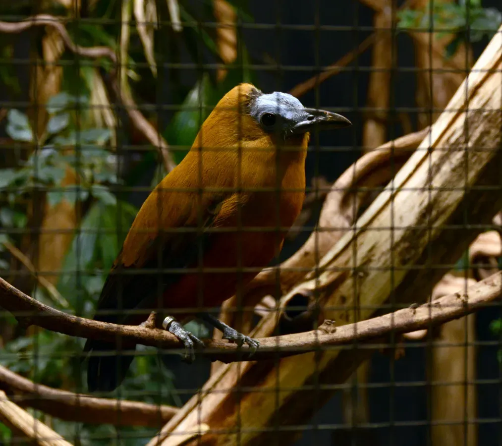 File:Perissocephalus tricolor Parc des Oiseaux 21 10 2015 1.jpg