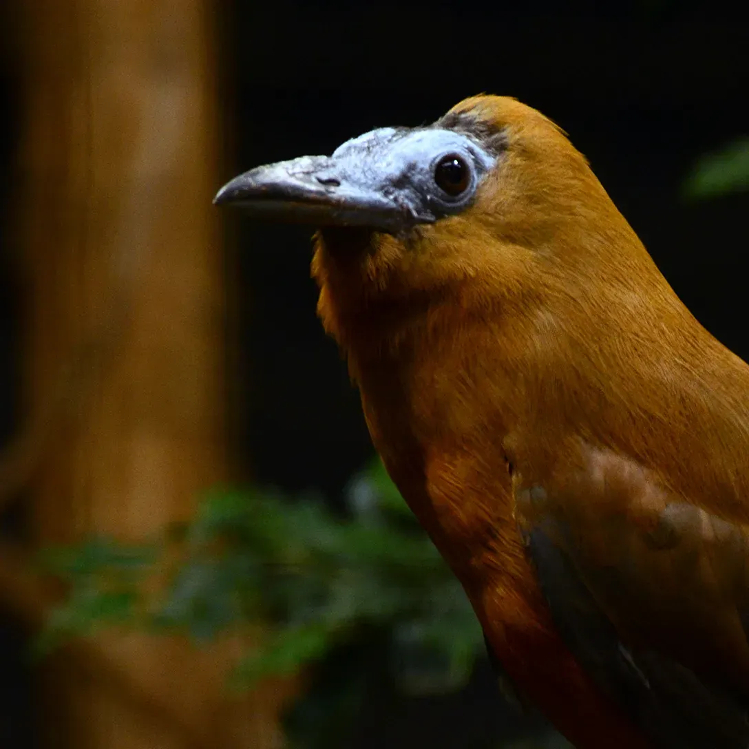 File:Perissocephalus tricolor Parc des Oiseaux 21 10 2015 3.jpg