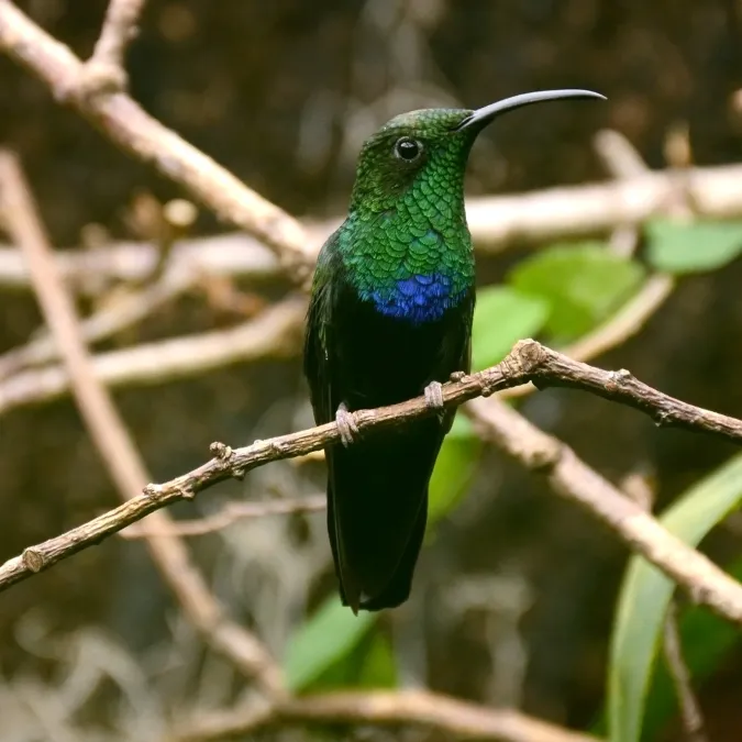 File:Eulampis holosericeus Parc des Oiseaux 21 10 2015 01.jpg
