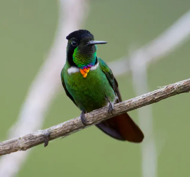 File:Hooded Visorbearer Augastes lumachella (cropped).jpg