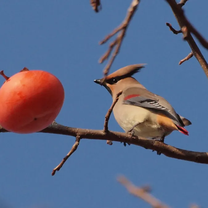 File:Bombycilla japonica, Nara, Japan 1.jpg