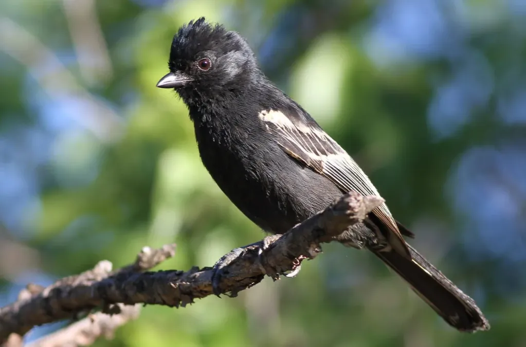 File:Melaniparus niger ravidus, Marakele NP, South Africa 1.jpg