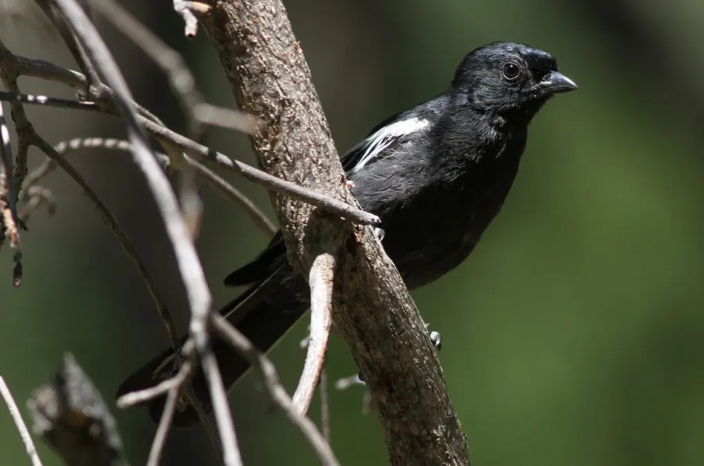 File:Melaniparus niger ravidus, Marakele NP, South Africa 3.jpg