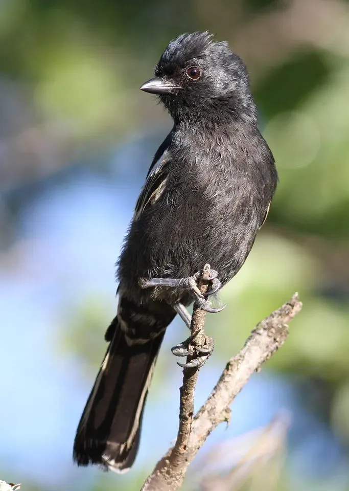 File:Melaniparus niger ravidus, Marakele NP, South Africa 4.jpg