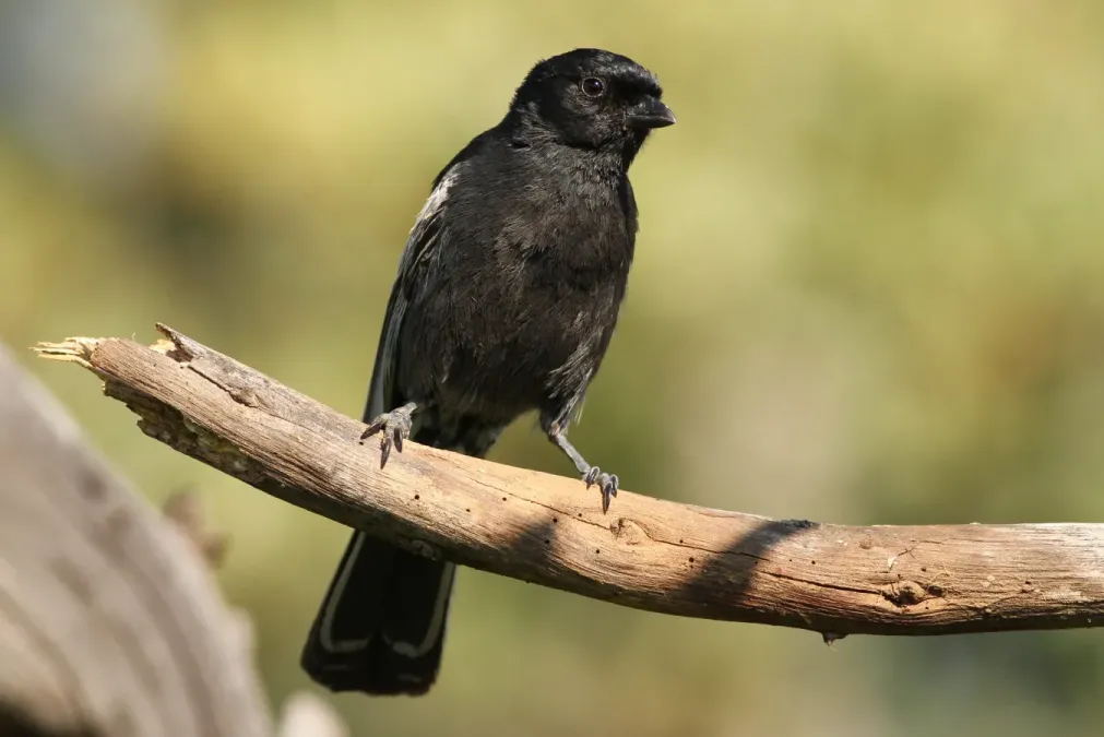 File:Melaniparus niger ravidus, Pilanesberg NP, South Africa 5.jpg