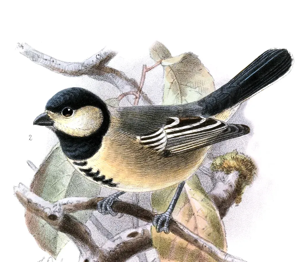 File:Melaniparus thruppi Keulemans.jpg