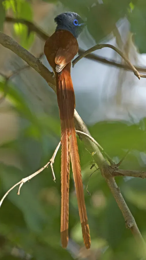 File:African Paradise-flycatcher (Terpsiphone viridis) (22574633635).jpg