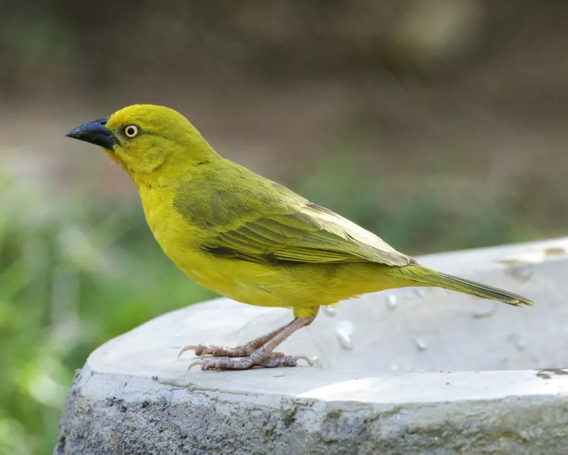 File:Holub's golden weaver (Ploceus xanthops) (22561083782).jpg