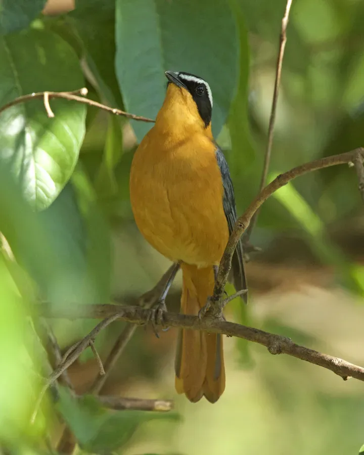 File:White-browed Robin-Chat (Cossypha heuglini) (22548643196).jpg