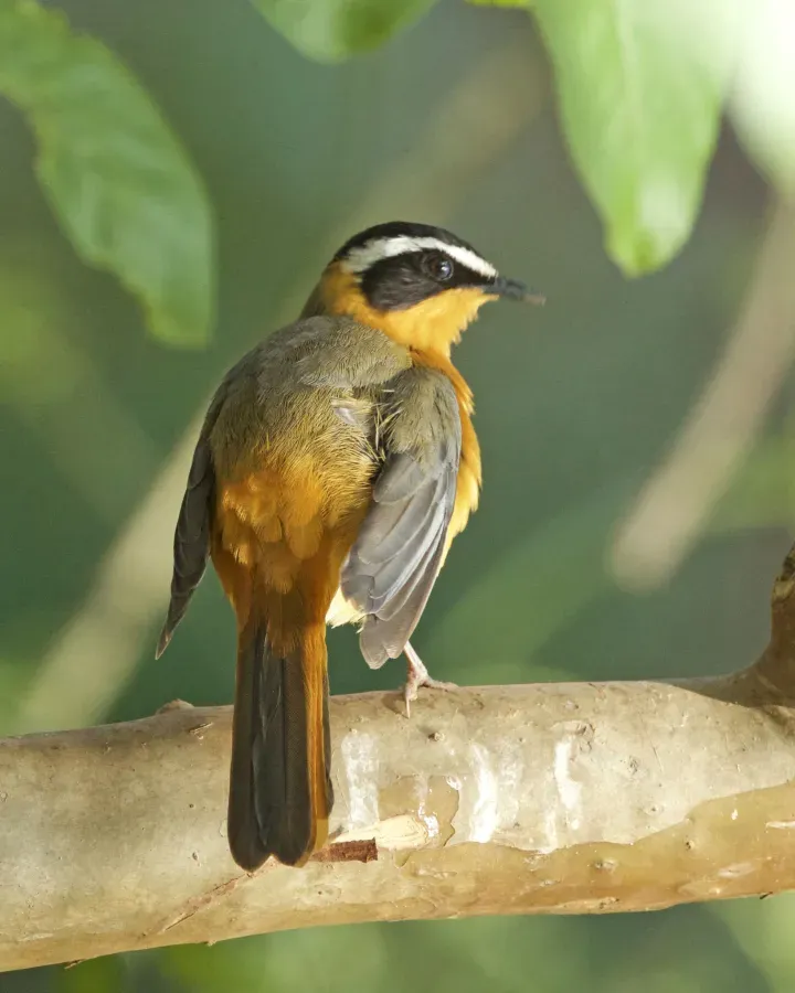 File:White-browed Robin-Chat (Cossypha heuglini) (22585858501).jpg
