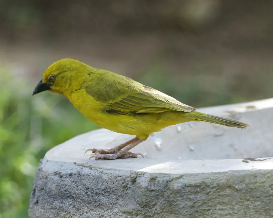 File:Holub's golden weaver (Ploceus xanthops) (22585860121).jpg