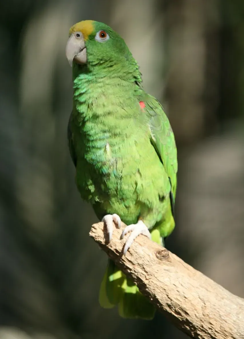 File:Amazona ochrocephala -6.jpg