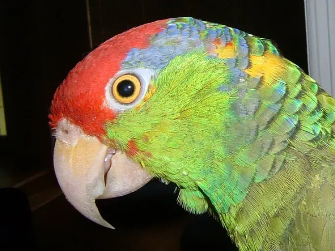 File:Amazona viridigenalis -head-2.jpg