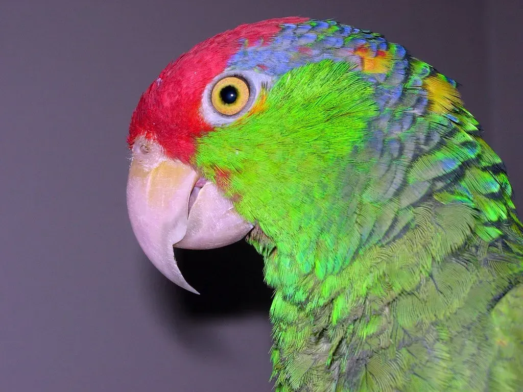 File:Amazona viridigenalis -head-4.jpg