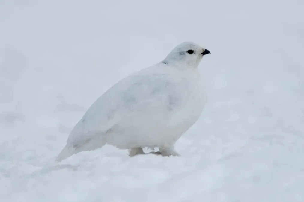File:White-tailed Ptarmigan (Lagopus leucura) (19728015794).jpg
