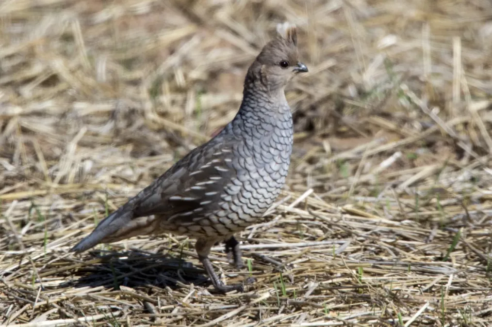 File:Scaled Quail (Callipepla squamata) (20164244389).jpg