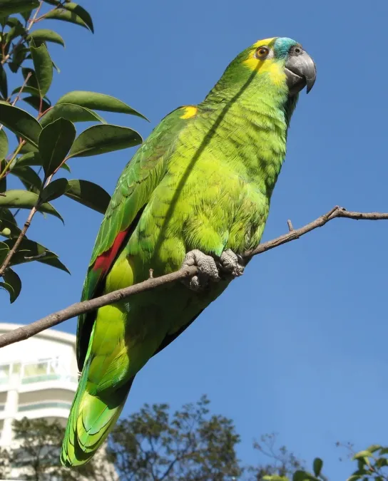 File:Blue-fronted Amazon (Amazona aestiva) -8-2rc.jpg