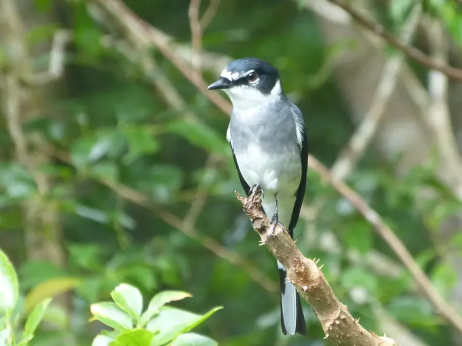 File:Pericrocotus divaricatus tegimae.jpg