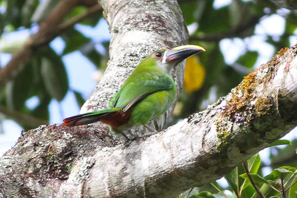 File:White-throated Toucanet (Aulacorhynchus albivitta) (8079736353).jpg