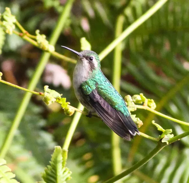 File:Red-billed Emerald (Chlorostilbon gibsoni) (8079740325).jpg