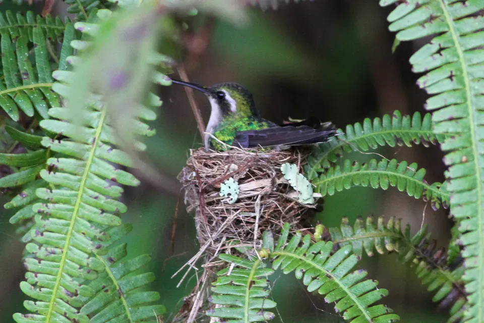 File:Red-billed Emerald (Chlorostilbon gibsoni) (8079740643).jpg