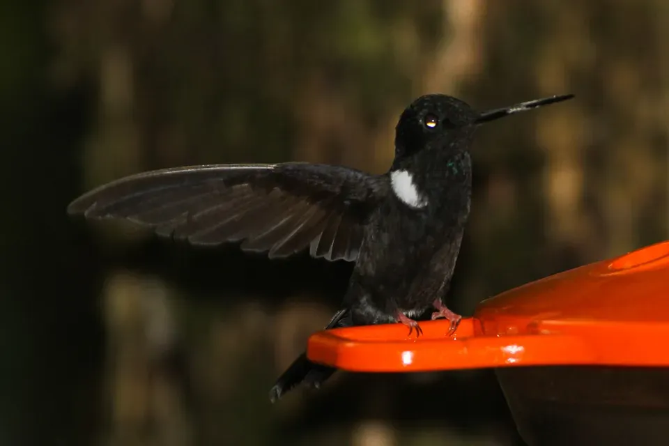File:Black Inca (Coeligena prunellei) (8079735460).jpg