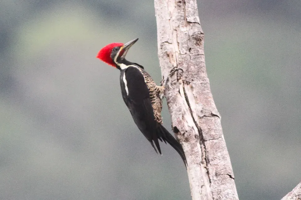 File:Lineated Woodpecker (Dryocopus lineatus) (8079737512).jpg