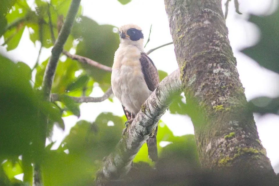 File:Laughing Falcon (Herpetotheres cachinnans) (8079745518).jpg