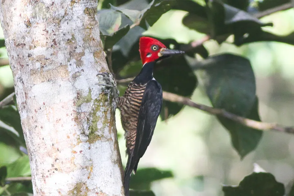 File:Crimson-crested Woodpecker (Campephilus melanoleucos) (8079748817).jpg