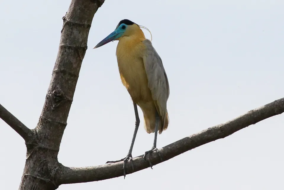 File:Capped Heron (Pilherodius pileatus) (8079741273).jpg