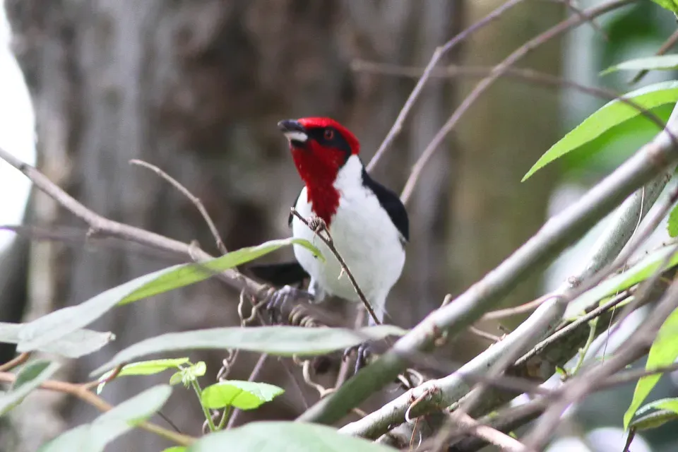 File:Masked Cardinal (Paroaria nigrogenis) (8079762175).jpg