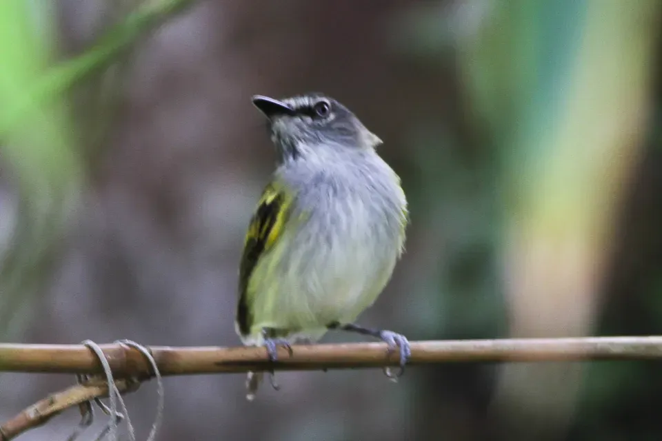 File:Slaty-headed Tody-Flycatcher (Poecilotriccus sylvia) (8079753320).jpg