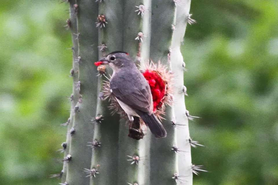 File:Grey-pileated Finch (Coryphospingus pileatus) (8079761160).jpg