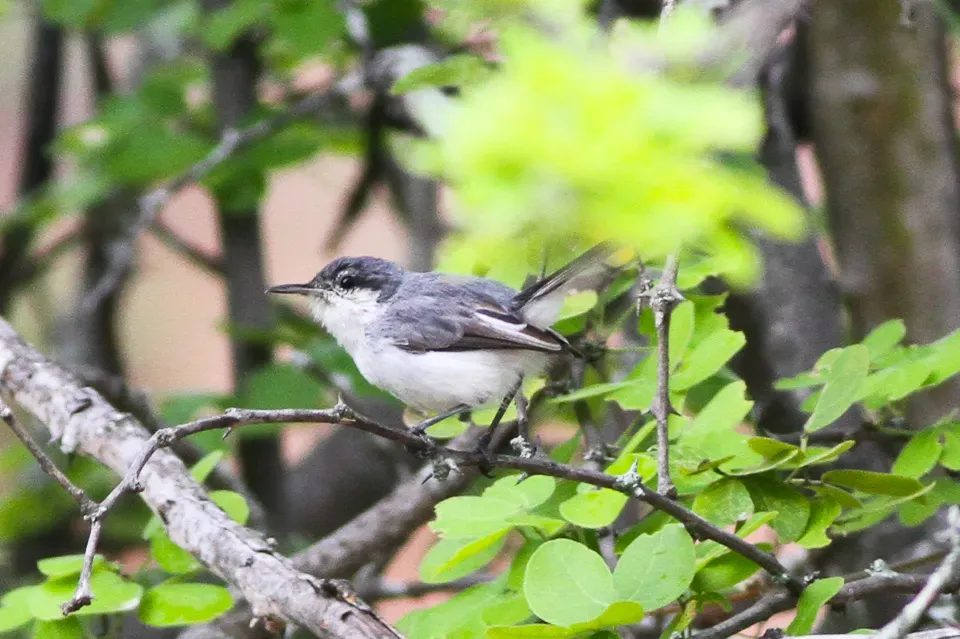 File:Tropical Gnatcatcher (Polioptila plumbea) (8079769669).jpg