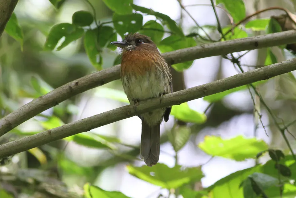 File:Moustached Puffbird (Malacoptila mystacalis) (8079781025).jpg