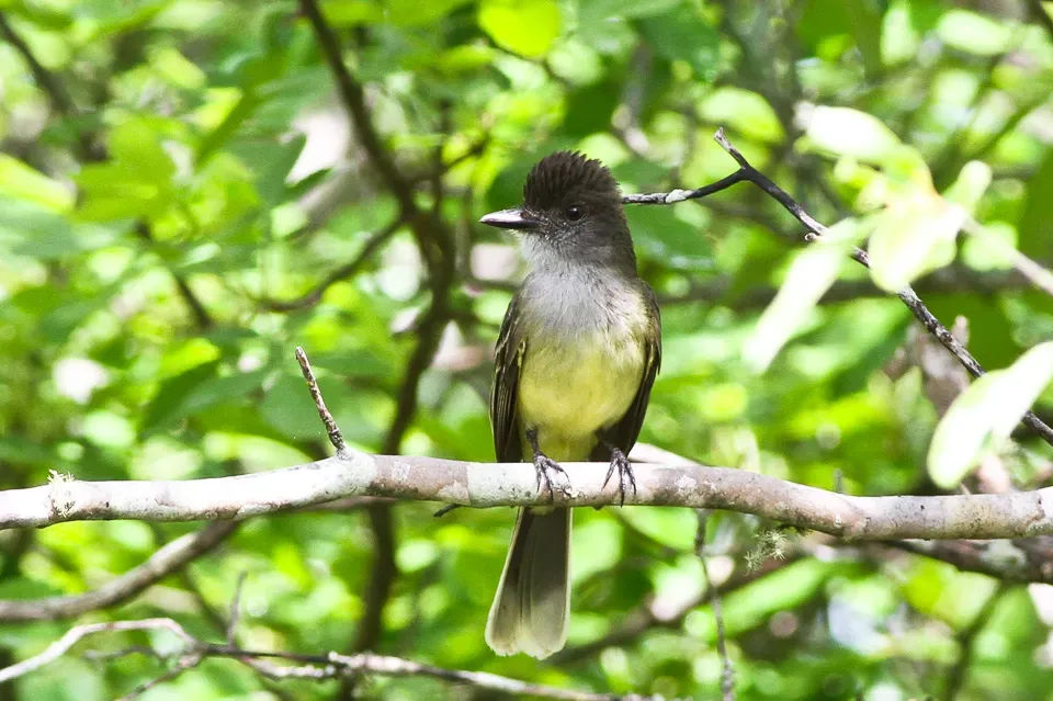 File:Apical Flycatcher (Myiarchus apicalis) (8079765294).jpg