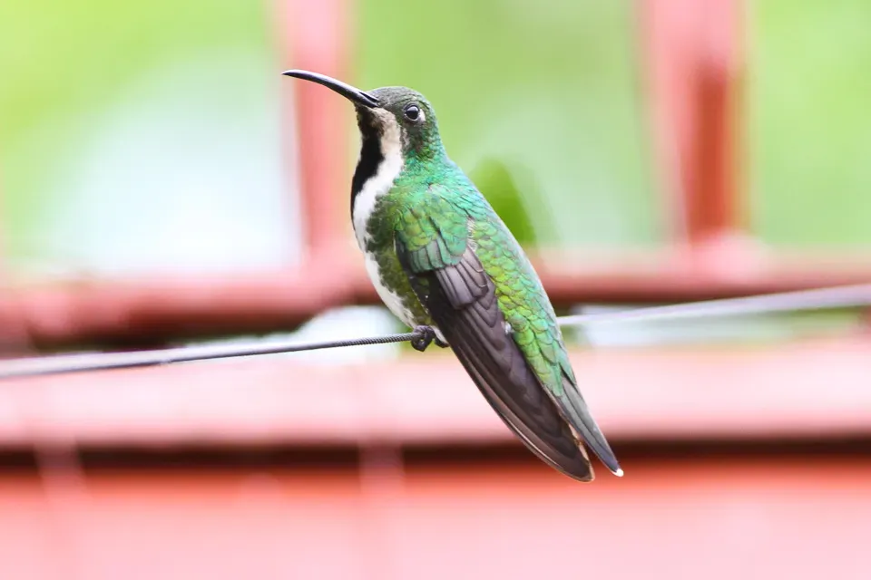 File:Black-throated Mango (Anthracothorax nigricollis) (8079782365).jpg